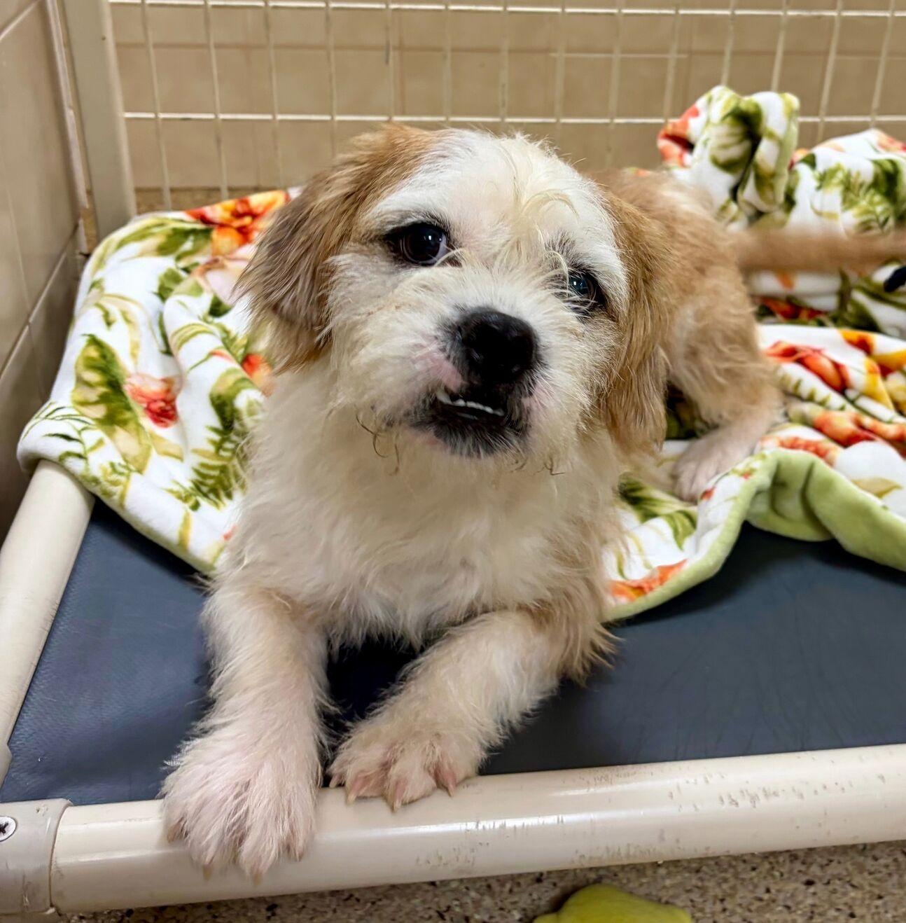 Herman, adopted, Adult Male Terrier.