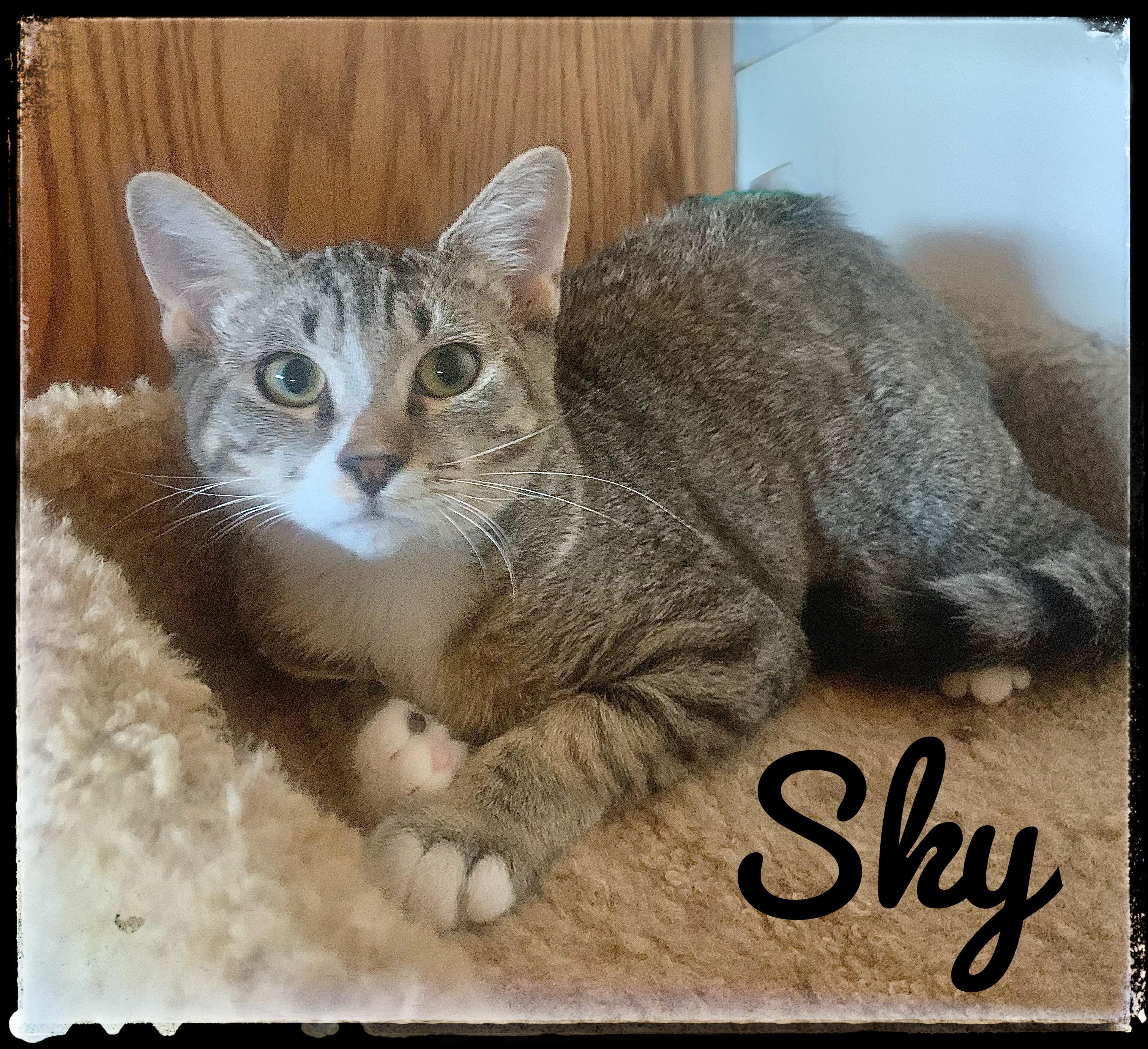 Sky, Adoptable, Young Female Domestic Short Hair.