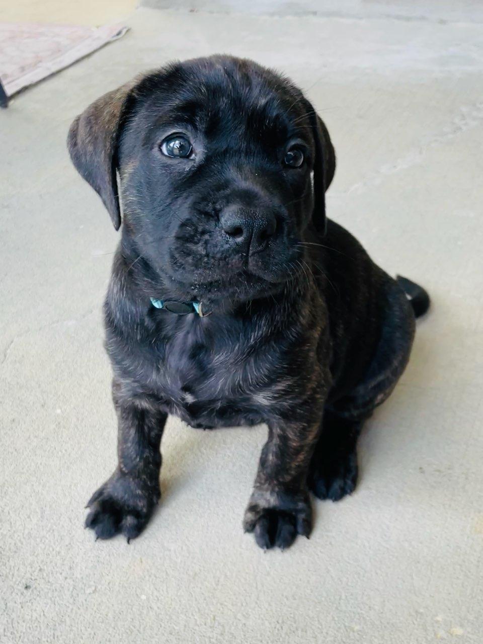 Mable, an adopted mixed breed in brattleboro, VT image 2/6