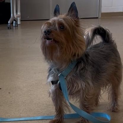 Wasabi, Adoptable, Senior Male Yorkshire Terrier.