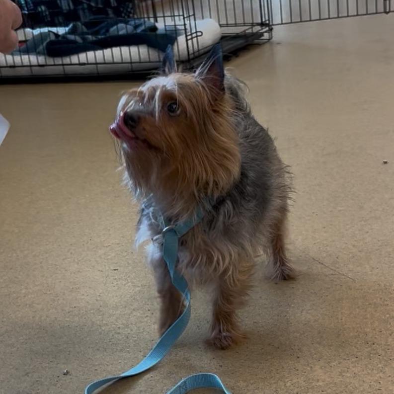 Wasabi, a Adoptable Yorkshire Terrier in Potomac, MD image 2/2