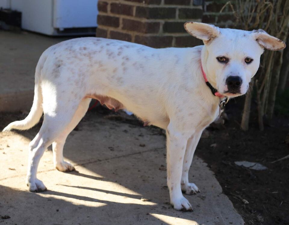 Enlarge Marshmellow, a Adoptable Terrier in Mountain City, TN image 1/3