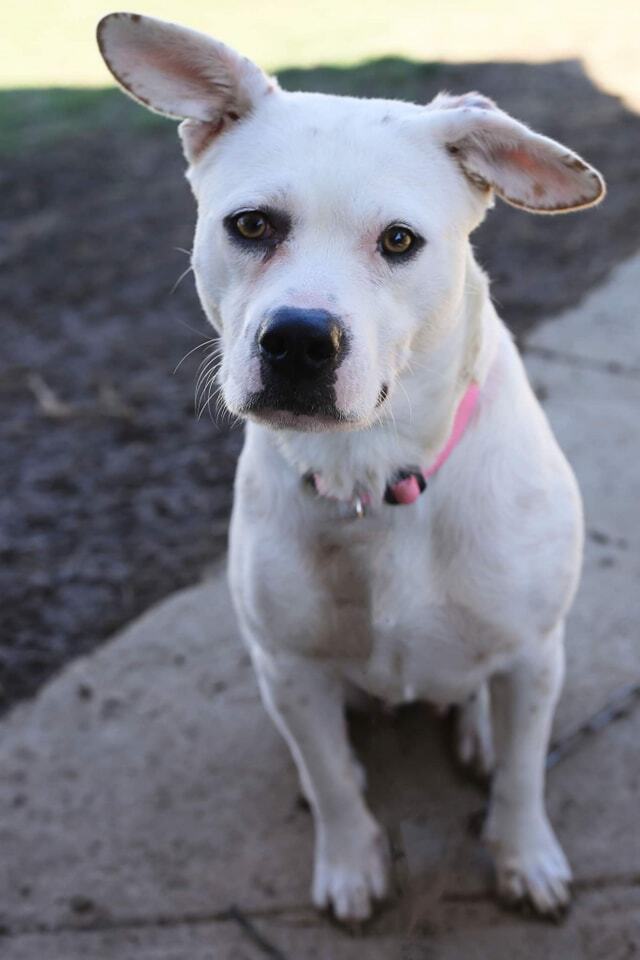 Enlarge Marshmellow, a Adoptable Terrier in Mountain City, TN image 3/3