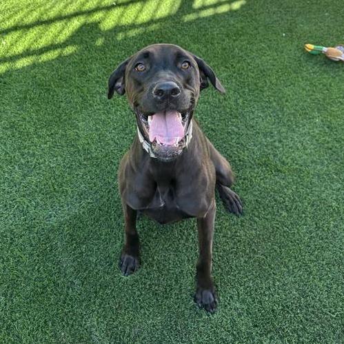 Enlarge Hazel, a Adoptable mixed breed in Tempe, AZ image 1/6