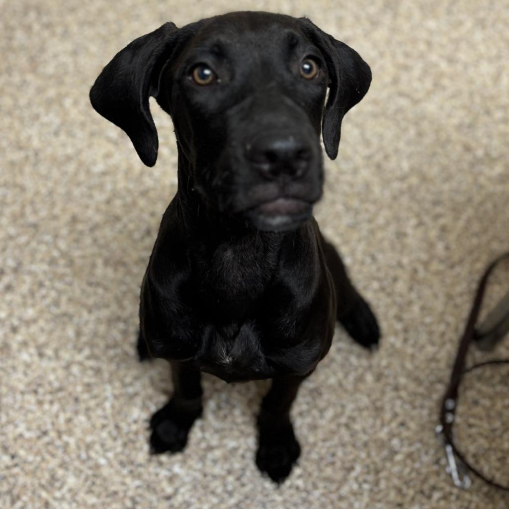 Enlarge Hazel, a Adoptable mixed breed in Tempe, AZ image 2/6