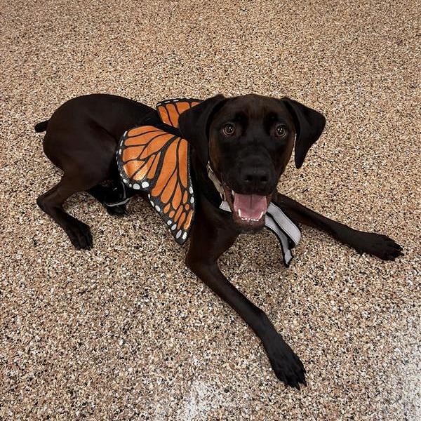 Enlarge Hazel, a Adoptable mixed breed in Tempe, AZ image 3/6