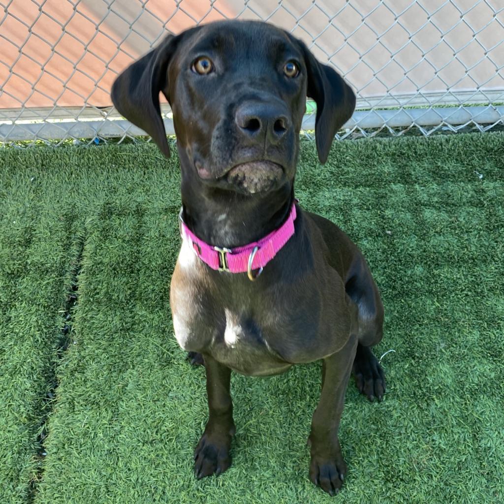 Enlarge Hazel, a Adoptable mixed breed in Tempe, AZ image 4/6
