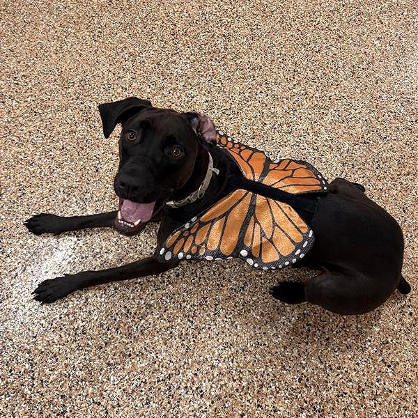 Enlarge Hazel, a Adoptable mixed breed in Tempe, AZ image 5/6