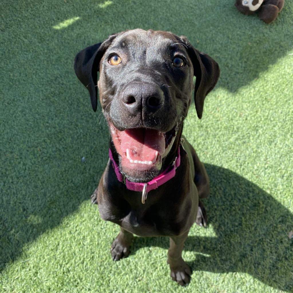 Enlarge Hazel, a Adoptable mixed breed in Tempe, AZ image 6/6