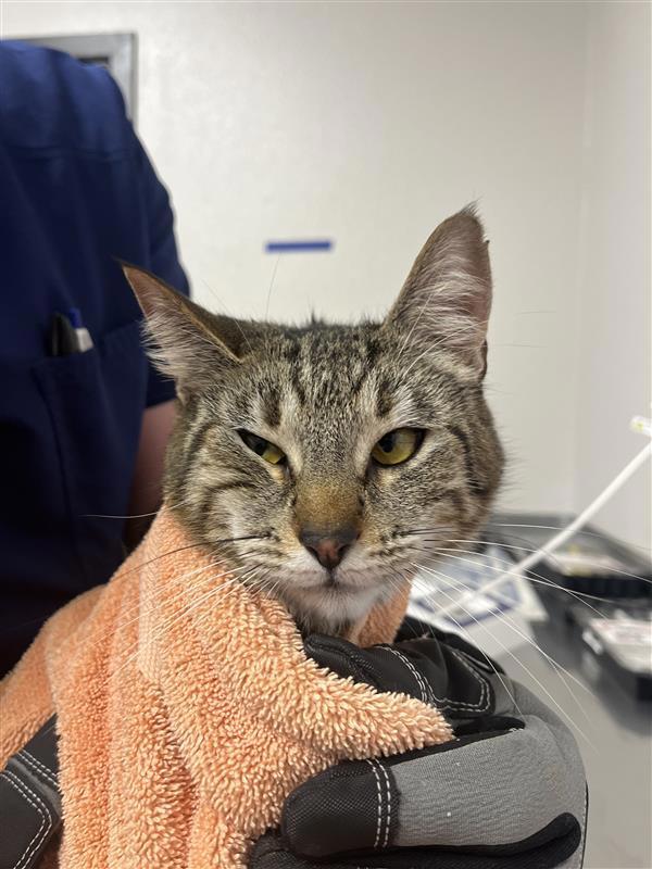 Paloma, Adoptable, Adult Female Domestic Short Hair.