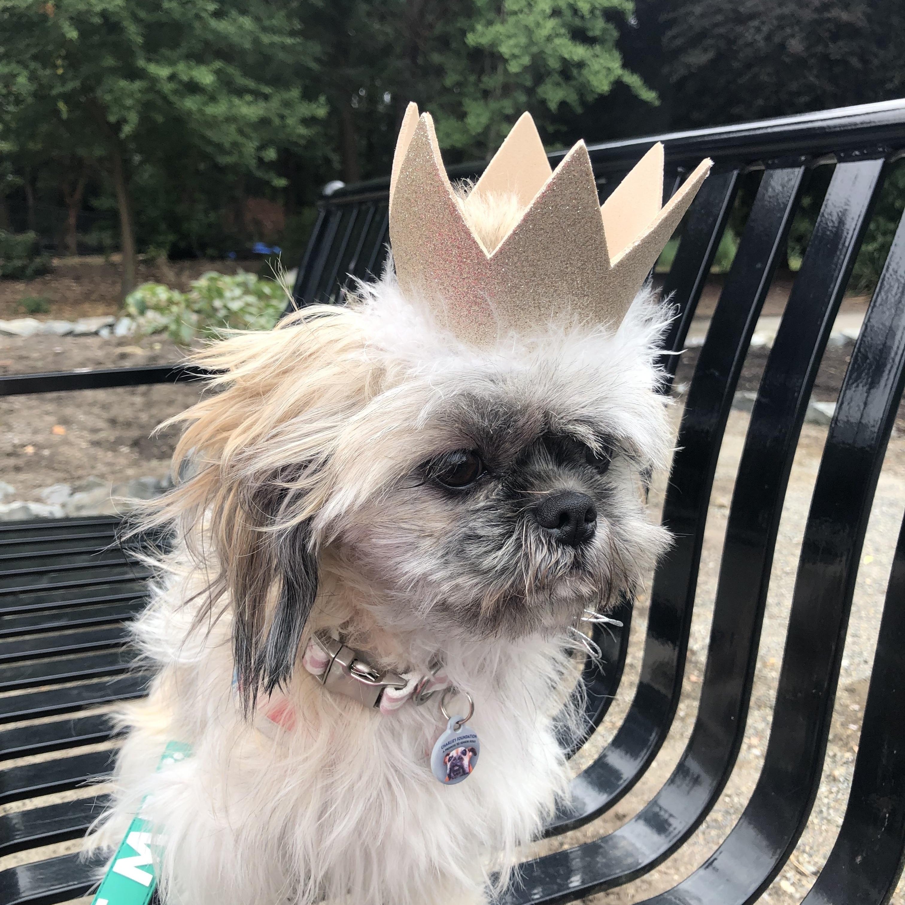 Enlarge Luna, a hold mixed breed in Seattle, WA image 3/6