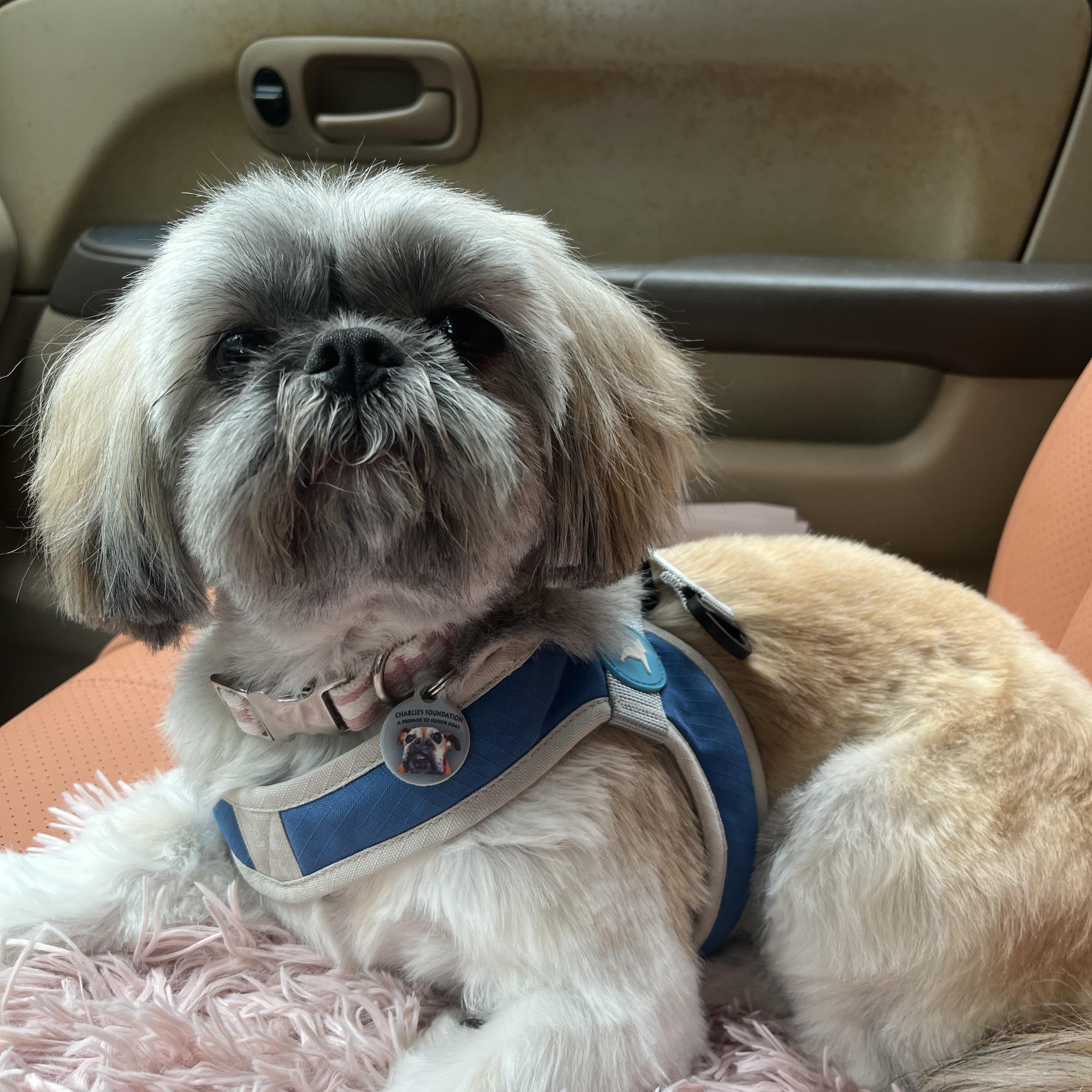 Enlarge Luna, a hold mixed breed in Seattle, WA image 2/6