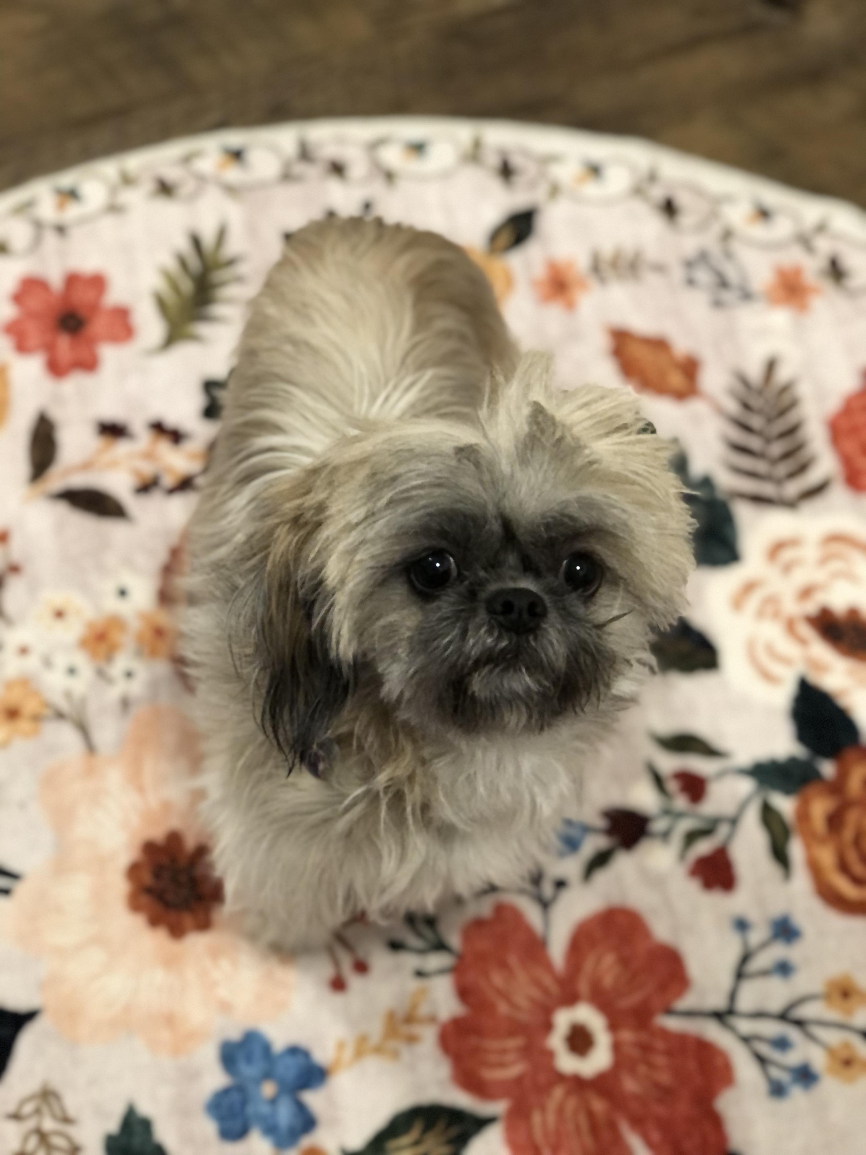 Enlarge Luna, a hold mixed breed in Seattle, WA image 6/6