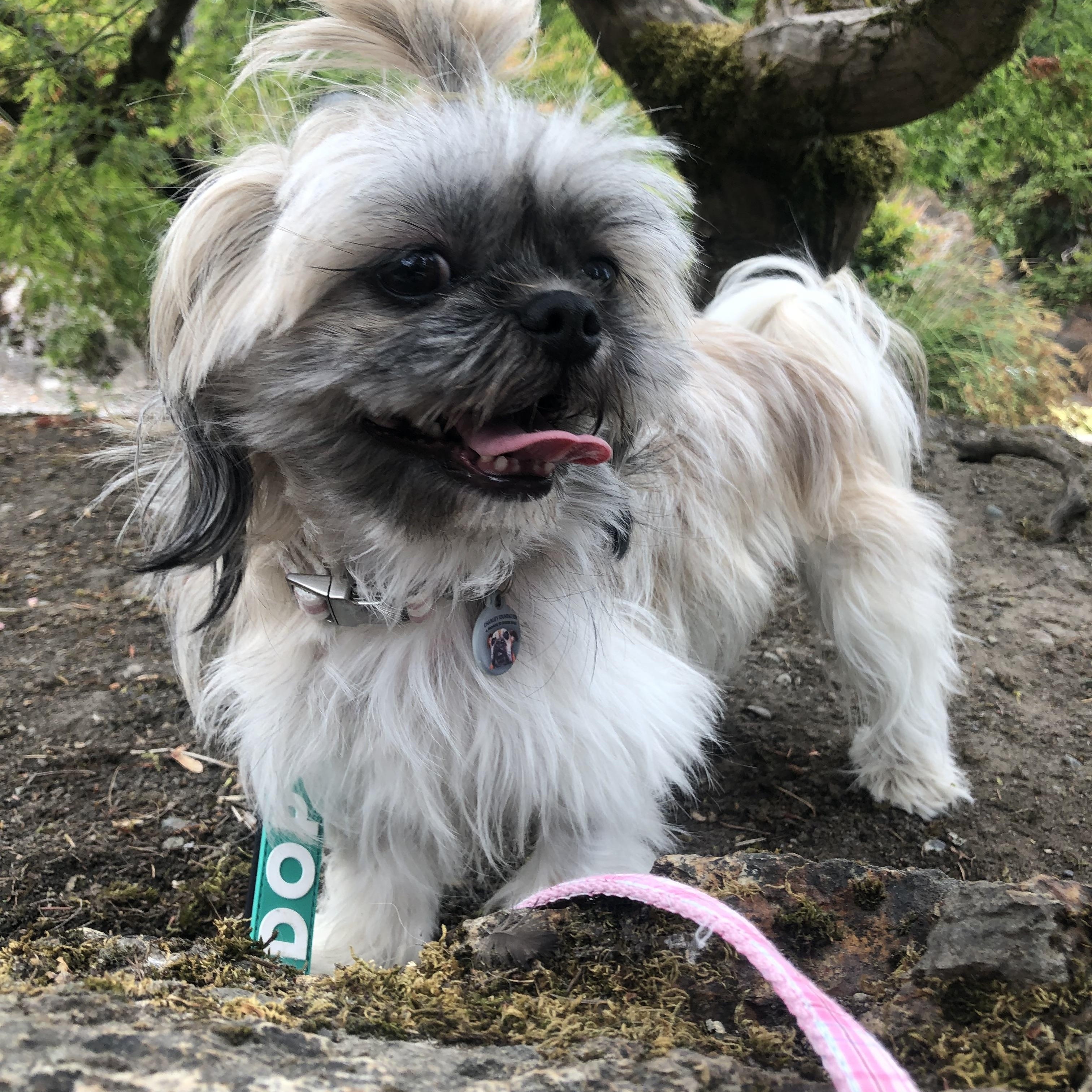 Enlarge Luna, a hold mixed breed in Seattle, WA image 1/6