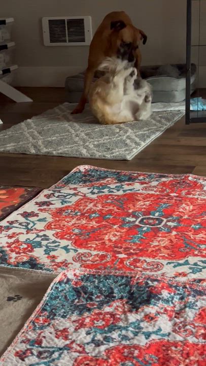 Enlarge Luna, a hold mixed breed in Seattle, WA video 4/6