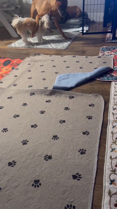 Enlarge Luna, a hold mixed breed in Seattle, WA video 5/6