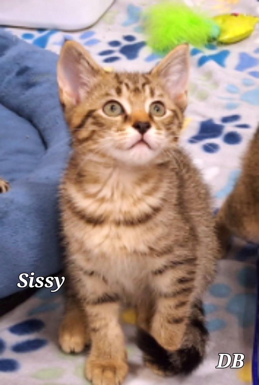 Buddy Sissy, Adoptable, Kitten Male American Shorthair.