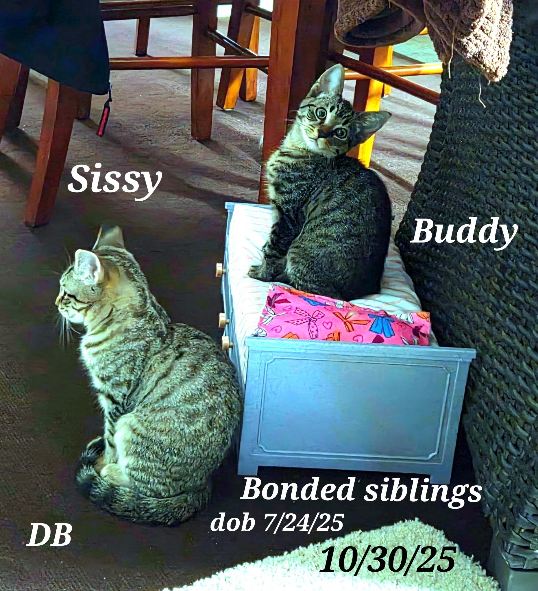 Enlarge Buddy   Sissy, a Adoptable American Shorthair in Staunton, VA image 2/5