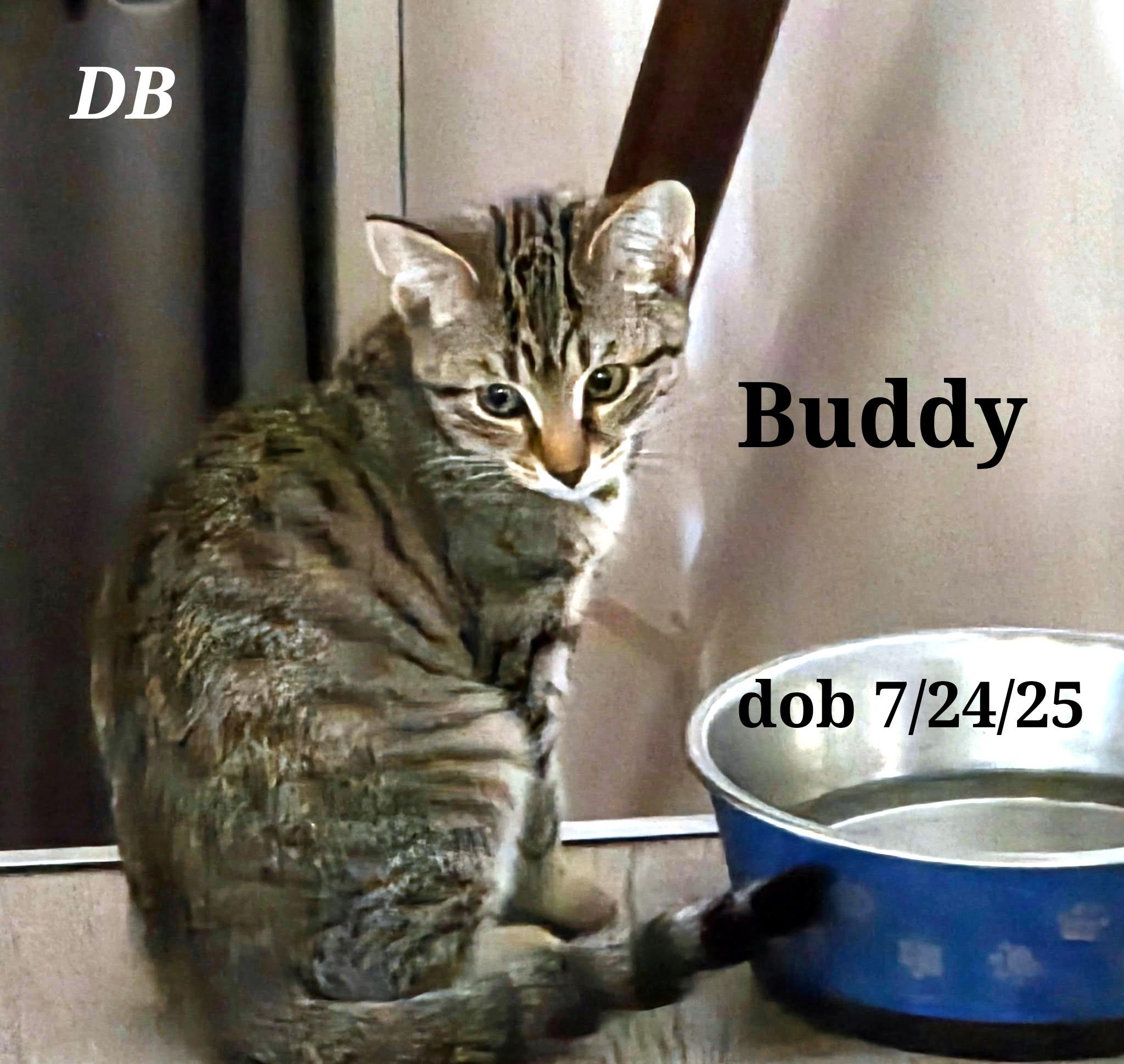 Enlarge Buddy   Sissy, a Adoptable American Shorthair in Staunton, VA image 3/5