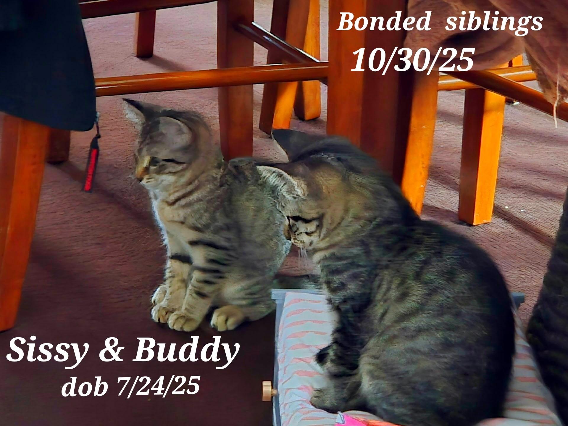 Enlarge Buddy   Sissy, a Adoptable American Shorthair in Staunton, VA image 4/5