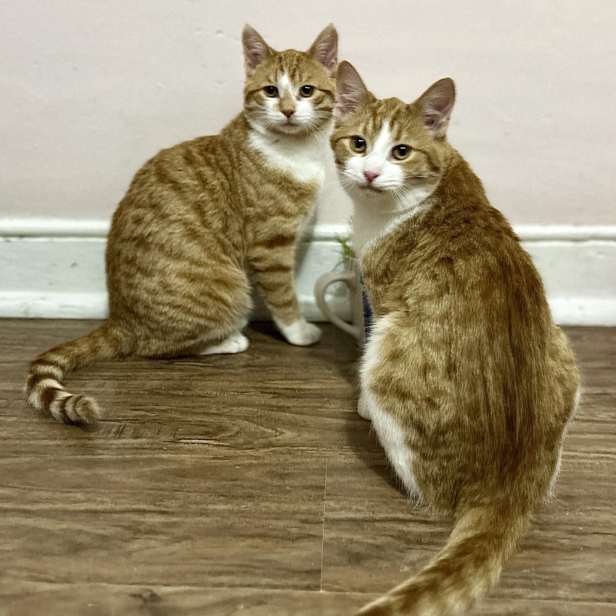 Enlarge Archer and Atlas, a ADOPTABLE Domestic Short Hair in Guelph, ON image 1/6