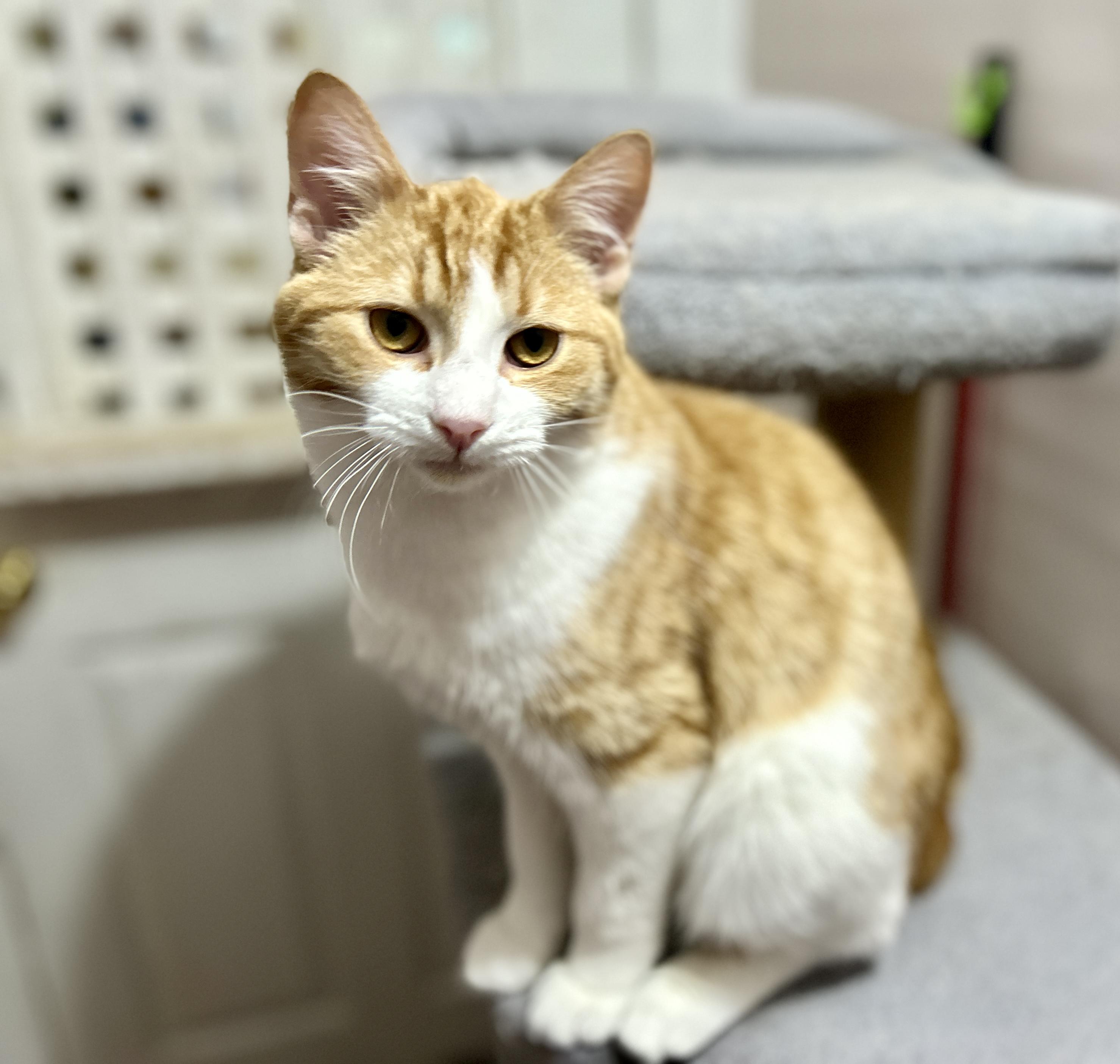 Enlarge Archer and Atlas, a ADOPTABLE Domestic Short Hair in Guelph, ON image 3/6