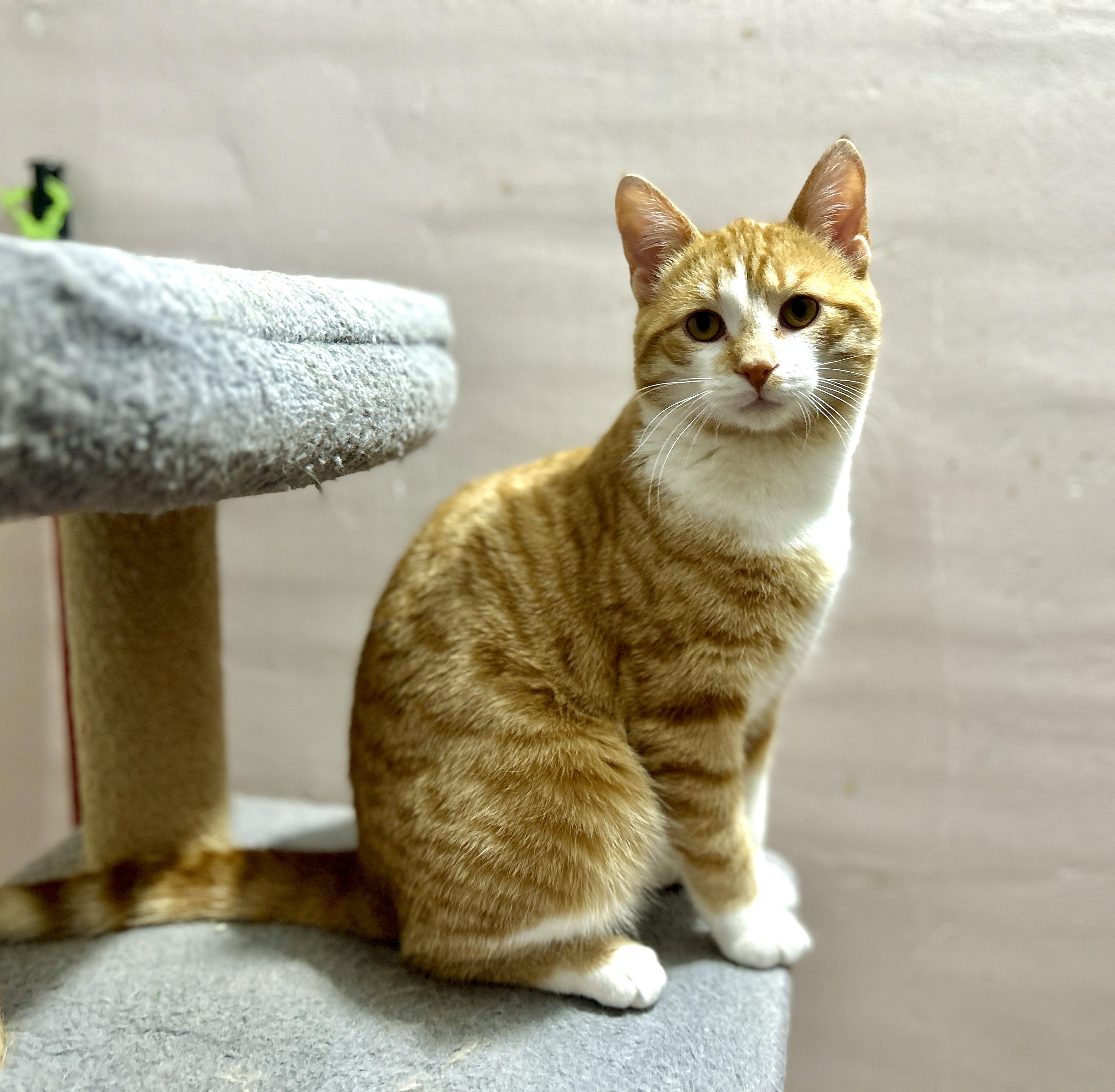 Enlarge Archer and Atlas, a ADOPTABLE Domestic Short Hair in Guelph, ON image 2/6