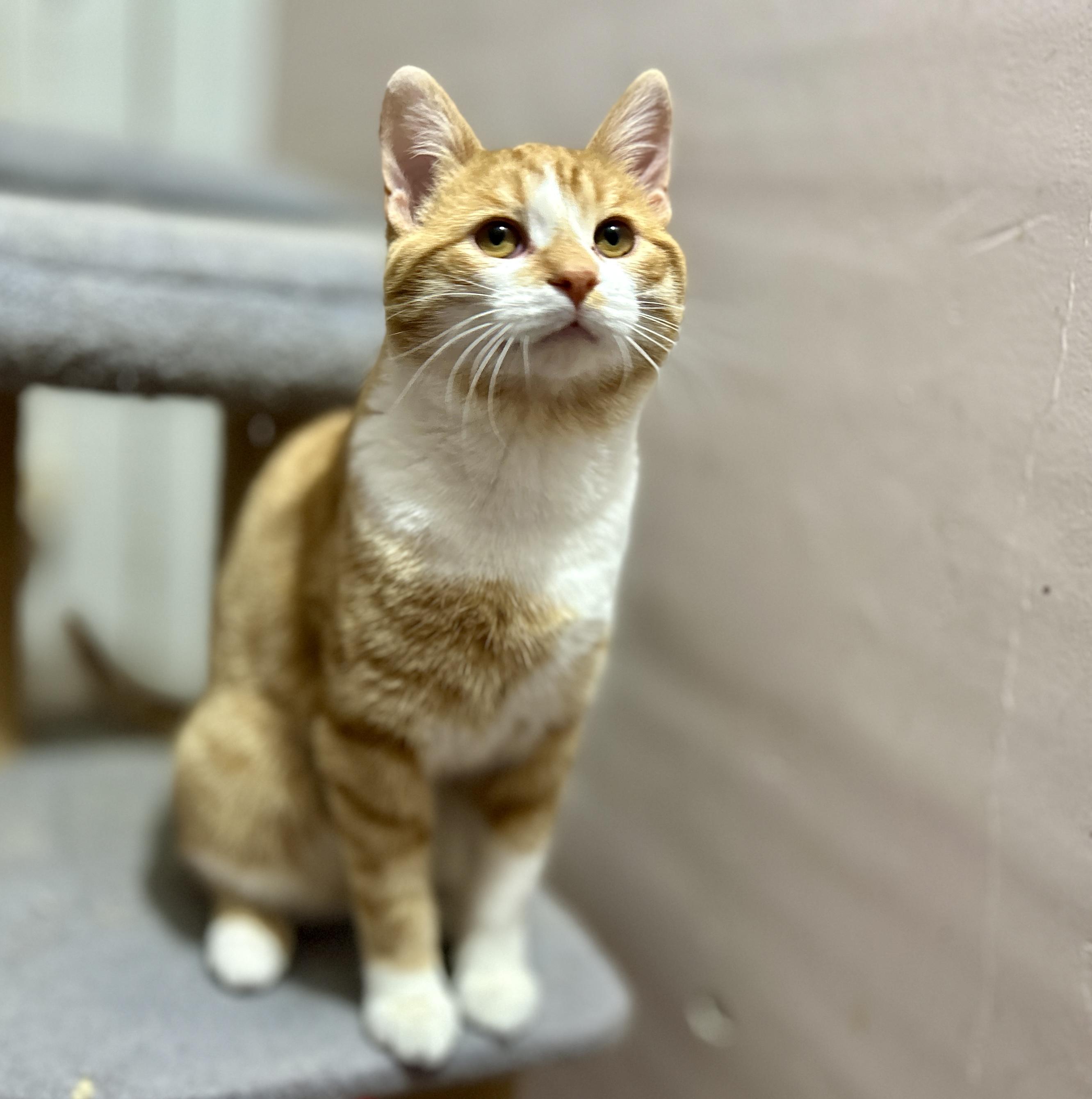 Enlarge Archer and Atlas, a ADOPTABLE Domestic Short Hair in Guelph, ON image 6/6