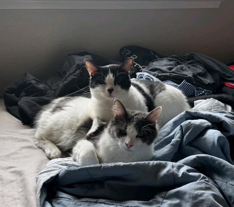 Enlarge Ben Affleck , a Adoptable Domestic Medium Hair in Reno, NV image 3/5