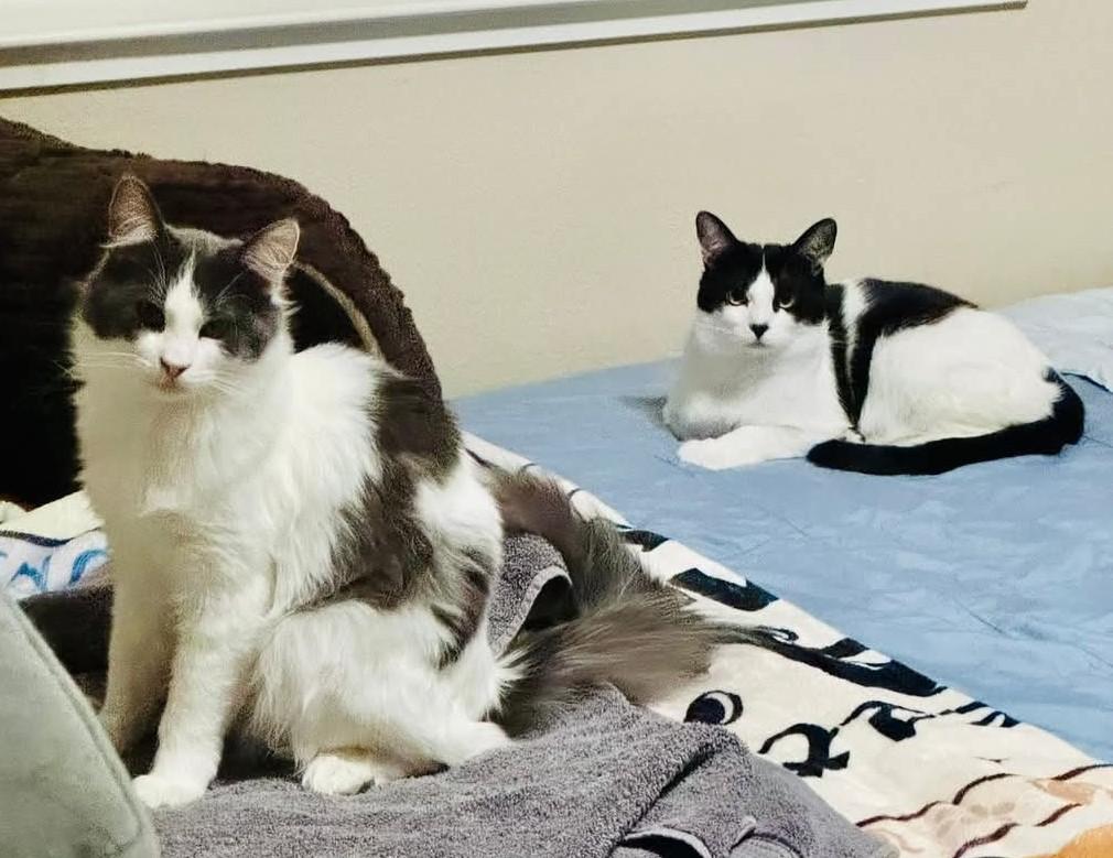 Enlarge Ben Affleck , a Adoptable Domestic Medium Hair in Reno, NV image 4/5