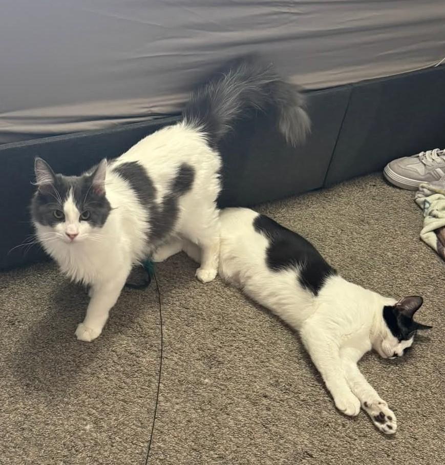 Enlarge Ben Affleck , a Adoptable Domestic Medium Hair in Reno, NV image 5/5