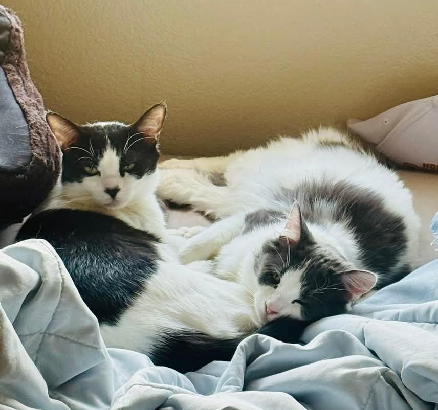 Enlarge Ben Affleck , a Adoptable Domestic Medium Hair in Reno, NV image 2/5