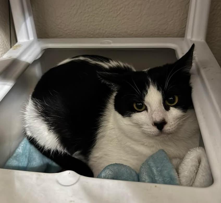 Enlarge Ben Affleck , a Adoptable Domestic Medium Hair in Reno, NV image 1/5