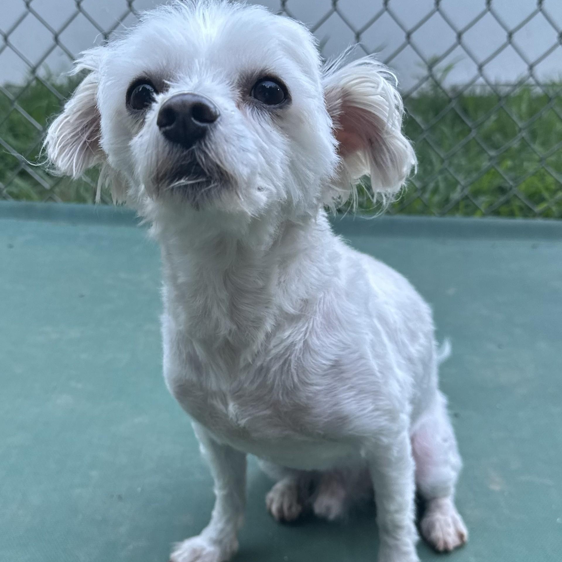 Enlarge Toby, a Adopted Maltese in Old Lyme, CT image 1/1