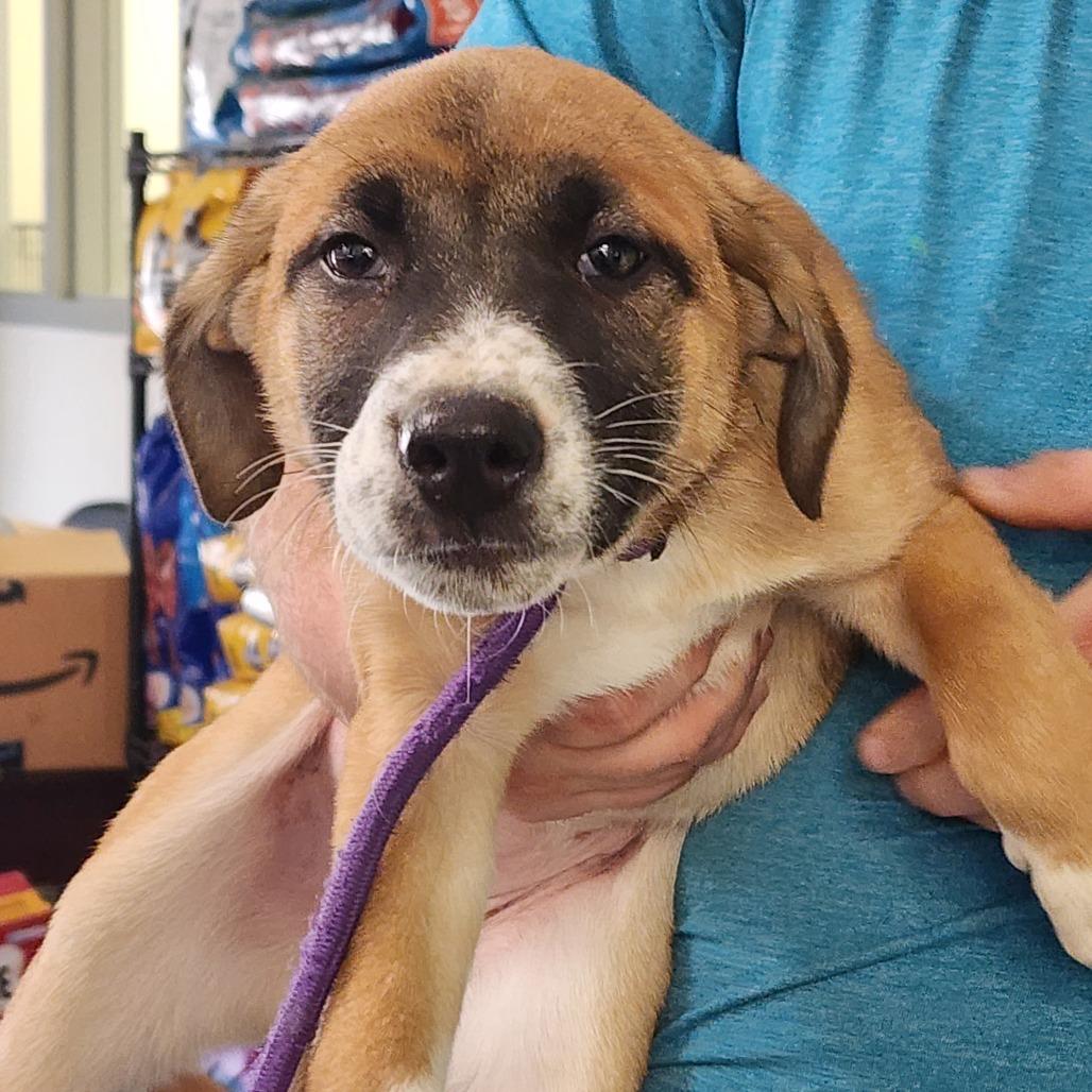 Pumpkin Pie, Adoptable, Puppy Female Mixed Breed & Mixed Breed.