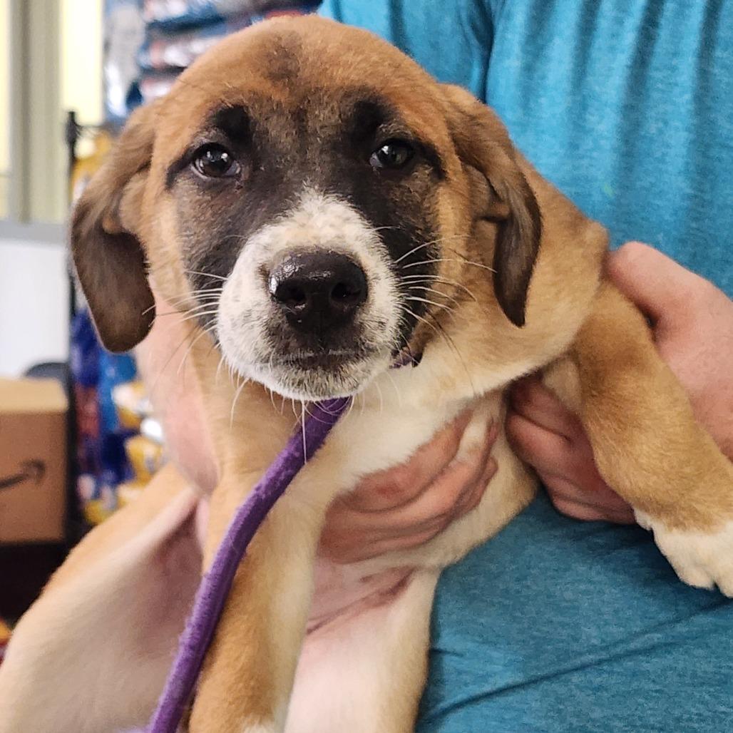 Enlarge Pumpkin Pie, a Adoptable mixed breed in Galax, VA image 2/3