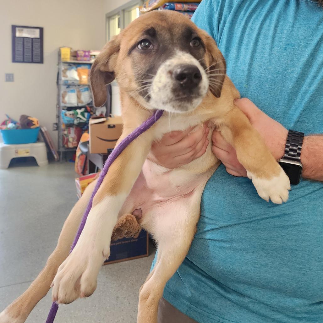 Enlarge Pumpkin Pie, a Adoptable mixed breed in Galax, VA image 3/3