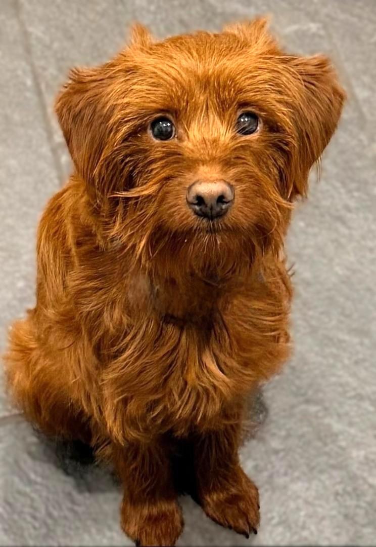 Otto, adopted, Young Male Goldendoodle.