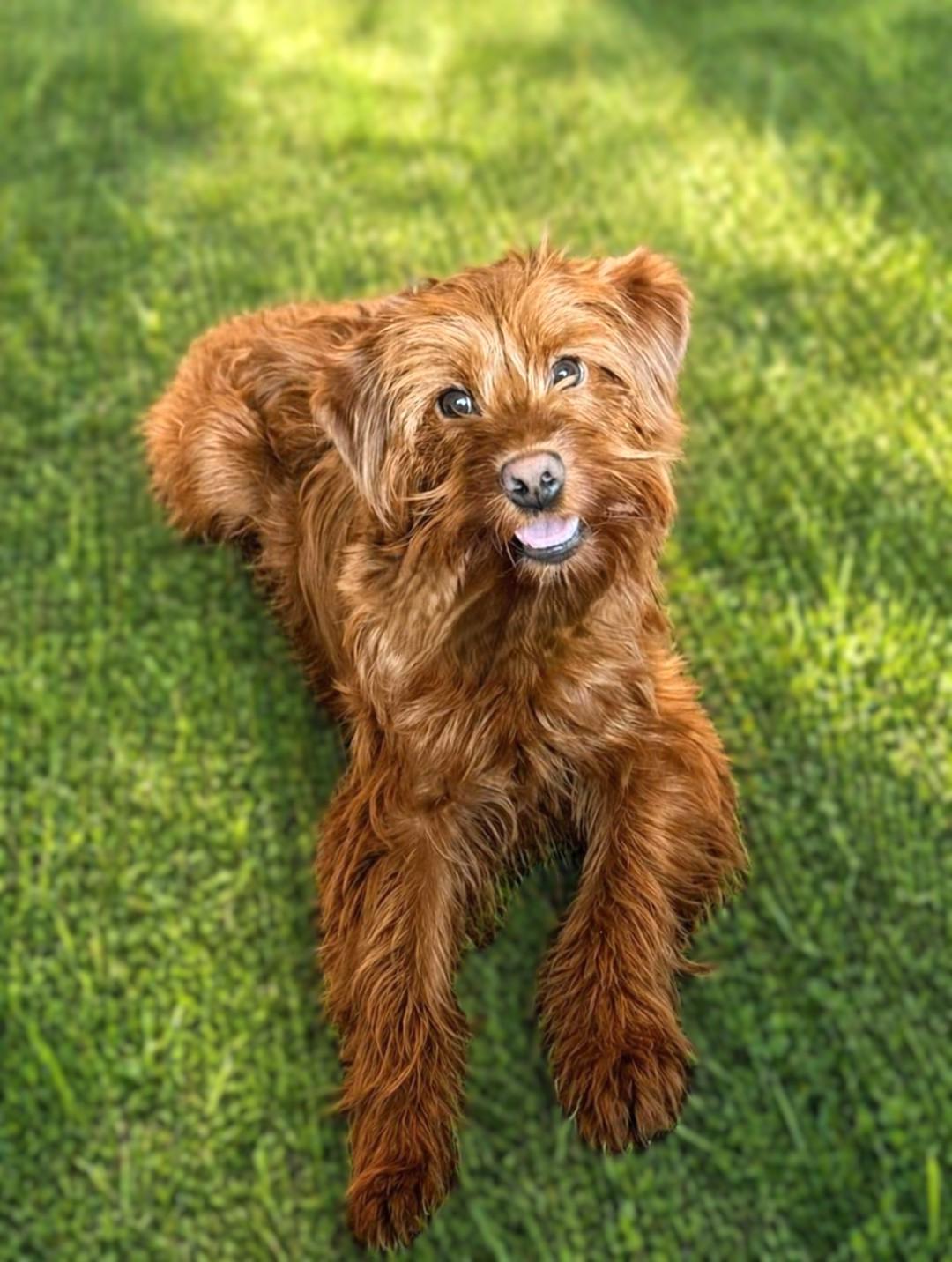 Enlarge Otto, an adopted Goldendoodle in Bridgeton, MO image 3/4