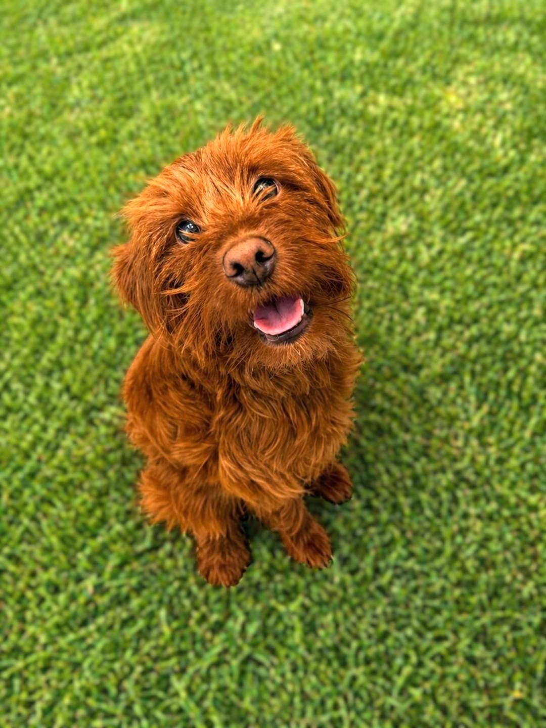 Enlarge Otto, an adopted Goldendoodle in Bridgeton, MO image 4/4