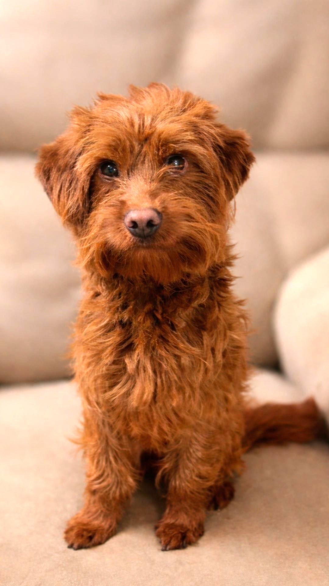 Enlarge Otto, an adopted Goldendoodle in Bridgeton, MO image 2/4