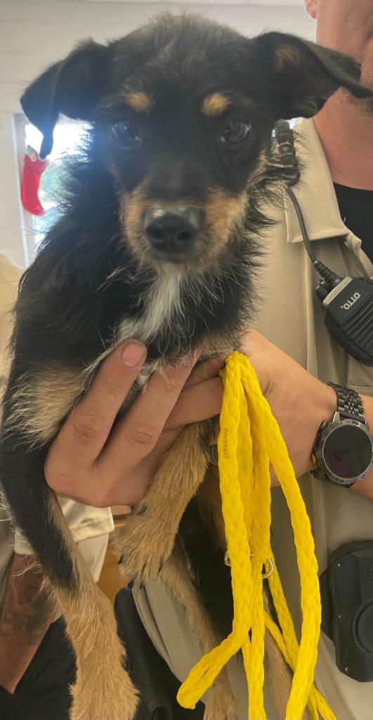 Hans, Adoptable, Adult Male German Wirehaired Pointer.