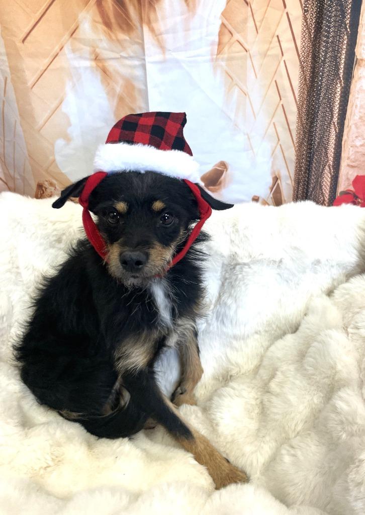 Hans, a Adoptable German Wirehaired Pointer in Belton, TX image 2/6