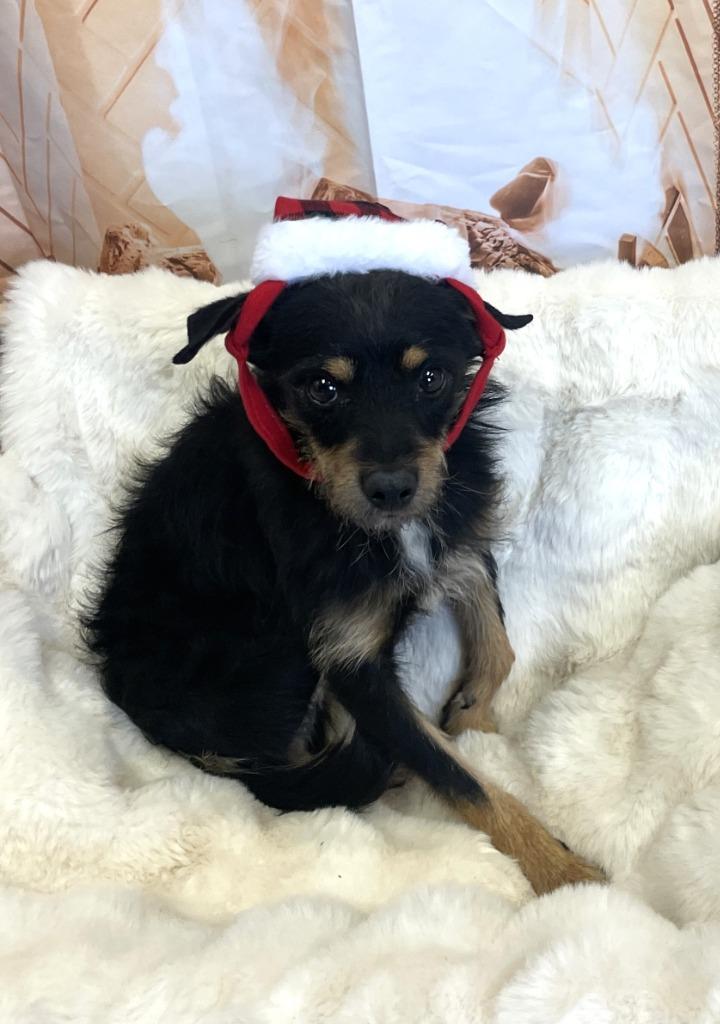 Enlarge Hans, a Adoptable German Wirehaired Pointer in Belton, TX image 4/6
