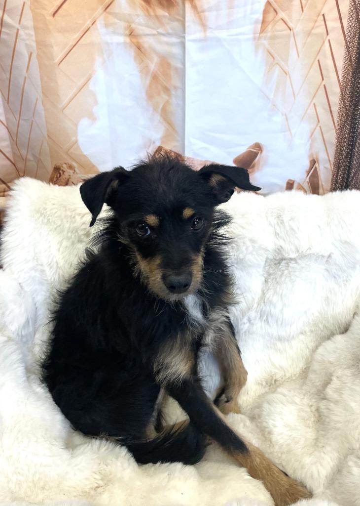 Hans, a Adoptable German Wirehaired Pointer in Belton, TX image 3/6