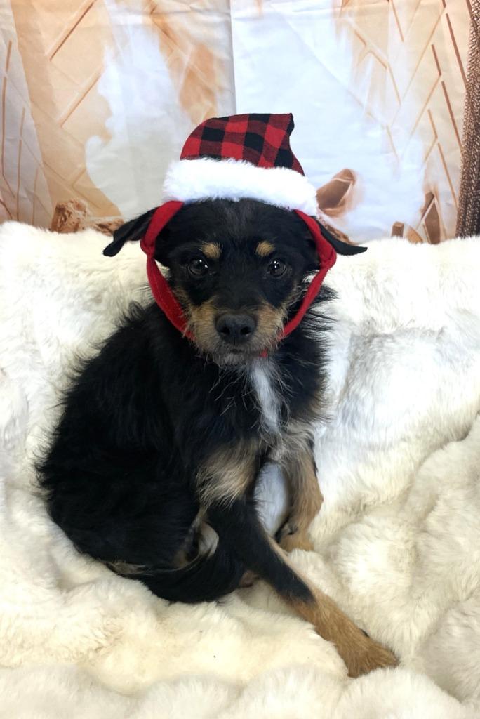 Hans, a Adoptable German Wirehaired Pointer in Belton, TX image 5/6