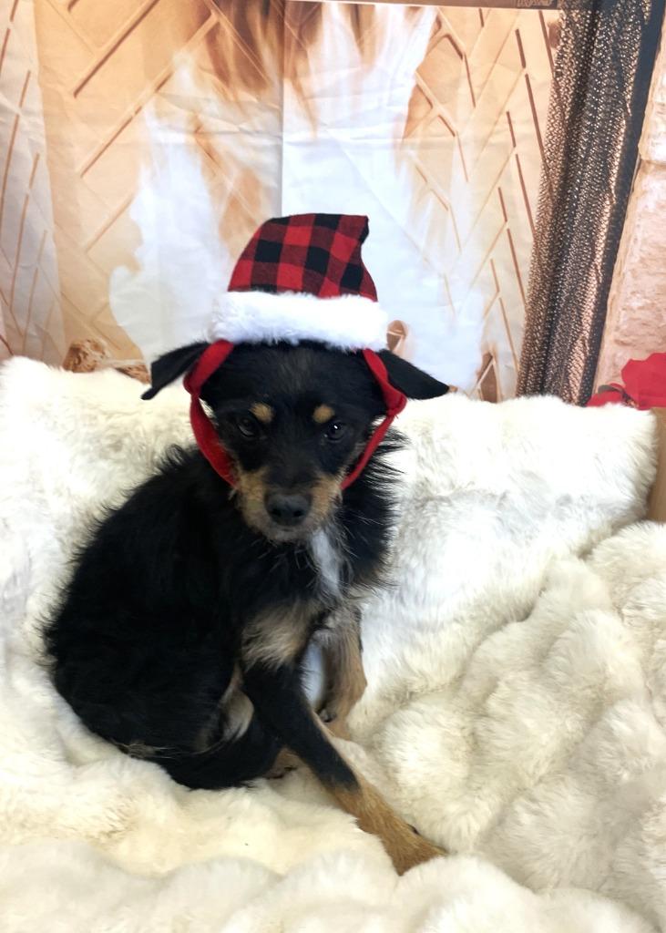 Hans, a Adoptable German Wirehaired Pointer in Belton, TX image 6/6