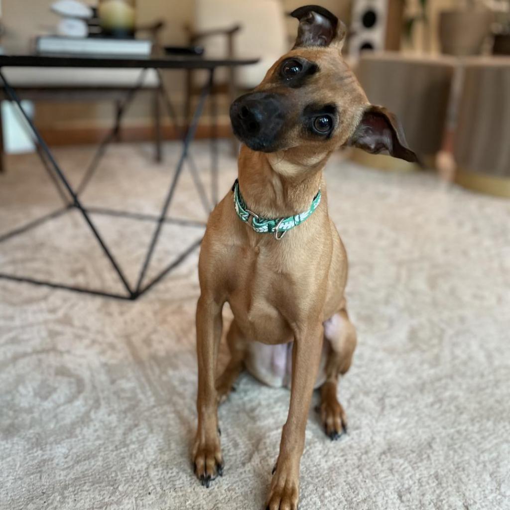 Enlarge Josie (Courtesy Post), a Adoptable mixed breed in Durham, NC image 3/6