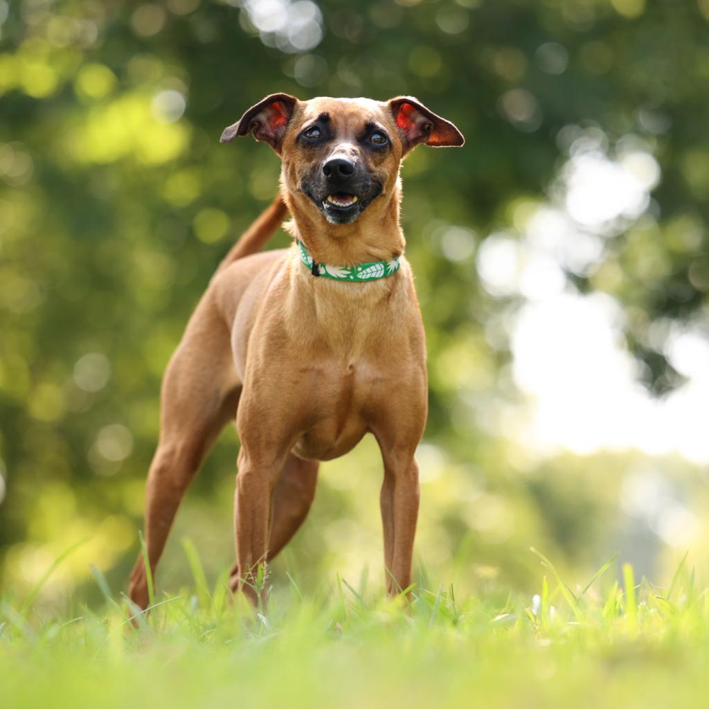 Enlarge Josie (Courtesy Post), a Adoptable mixed breed in Durham, NC image 4/6