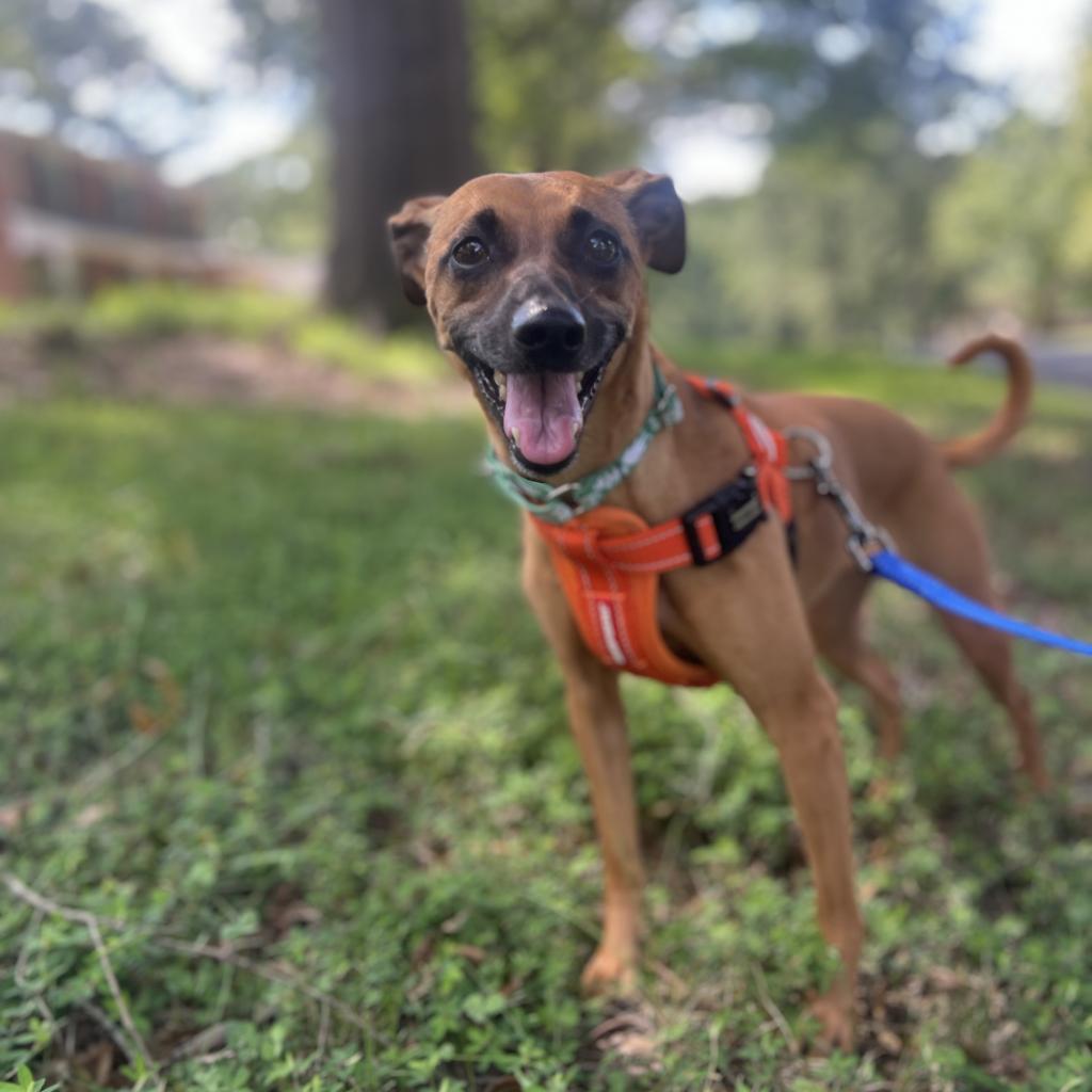 Enlarge Josie (Courtesy Post), a Adoptable mixed breed in Durham, NC image 5/6